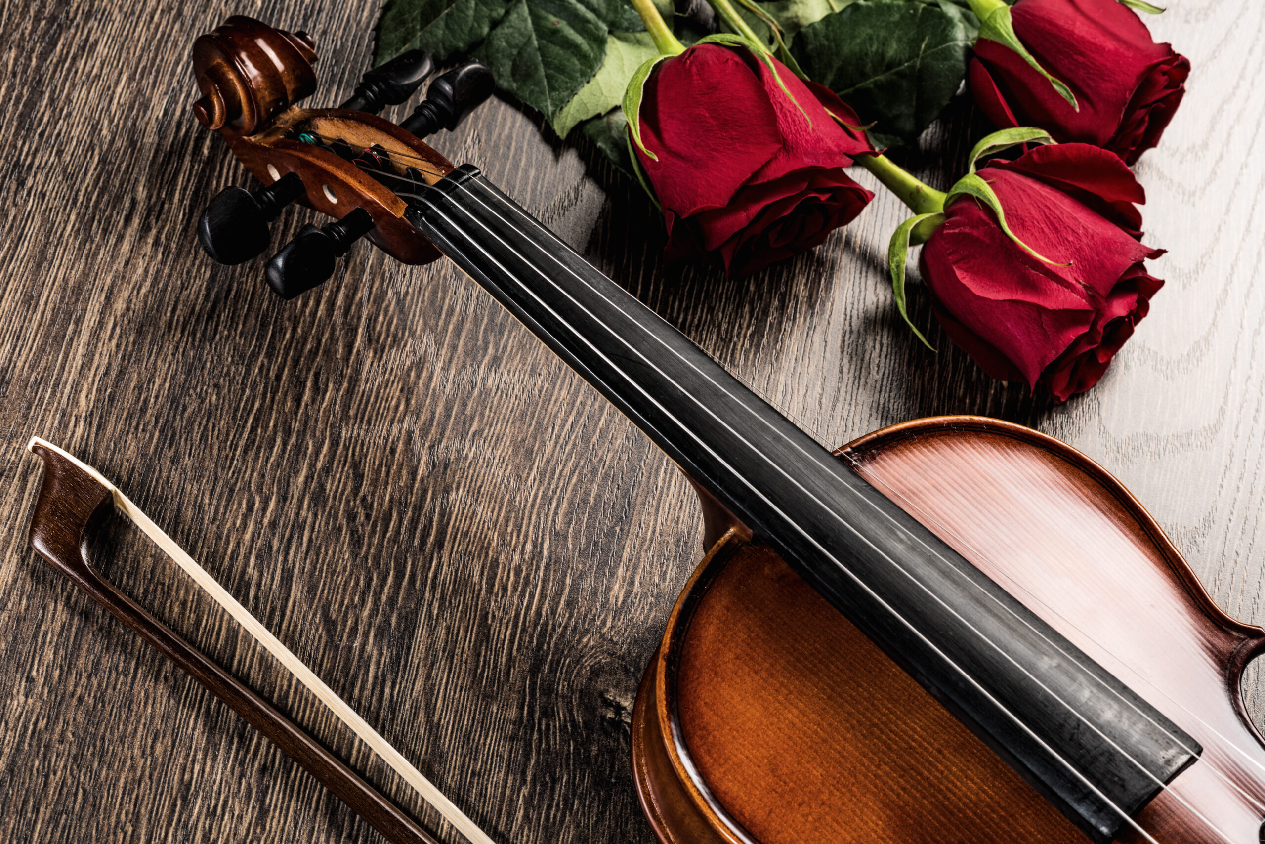 violin, bow and roses